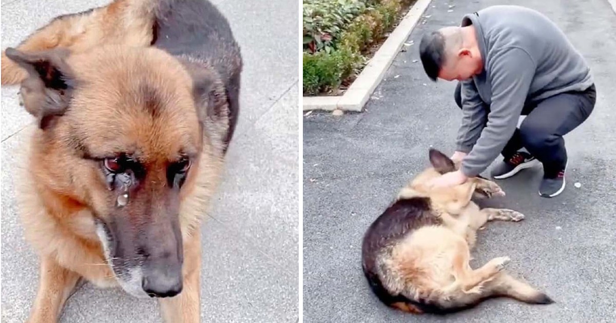 A retired police dog sheds tears of joy when he reunites with his former handler, expressing deep emotional connection and happiness