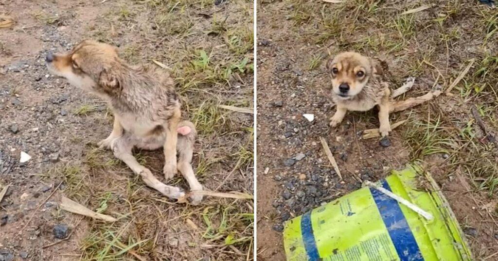 The poor polio dog abandoned by the roadside is shivering in the cold rain from hunger and despair, waiting for fate to decide his miserable fate