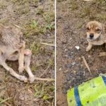 The poor polio dog abandoned by the roadside is shivering in the cold rain from hunger and despair, waiting for fate to decide his miserable fate