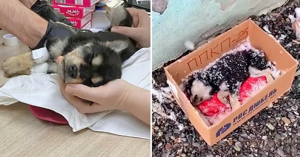 A Puppy Dying In The Snow Is Alive Thanks To The Power Of Love And Attention.