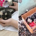 A Puppy Dying In The Snow Is Alive Thanks To The Power Of Love And Attention.