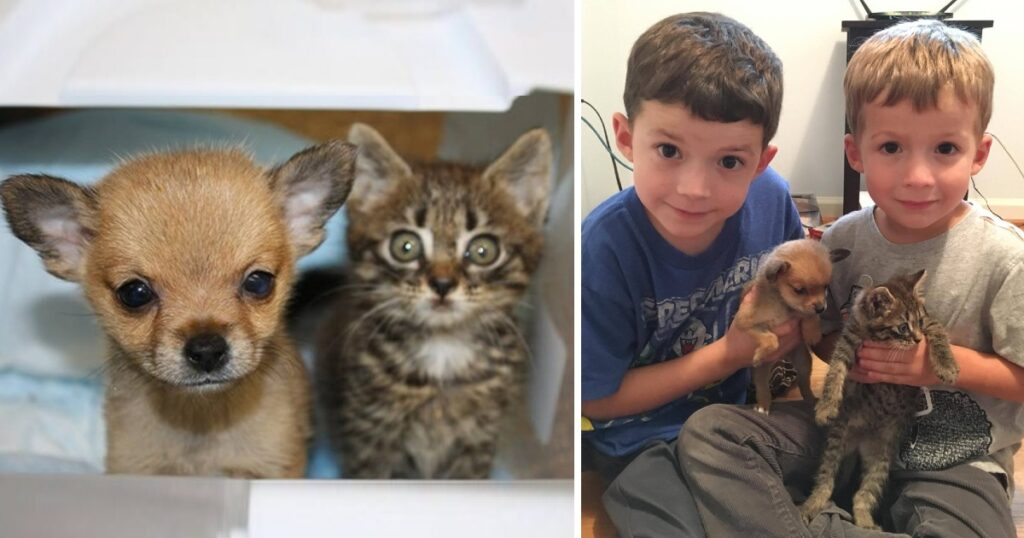 A Kitten And A Tiny Puppy Arrive At The Shelter On The Same Day About to Cross The Rainbow