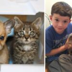 A Kitten And A Tiny Puppy Arrive At The Shelter On The Same Day About to Cross The Rainbow