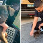 Abandoned stray puppy chasing police officer down the street hanging on his feet asks to adopt him