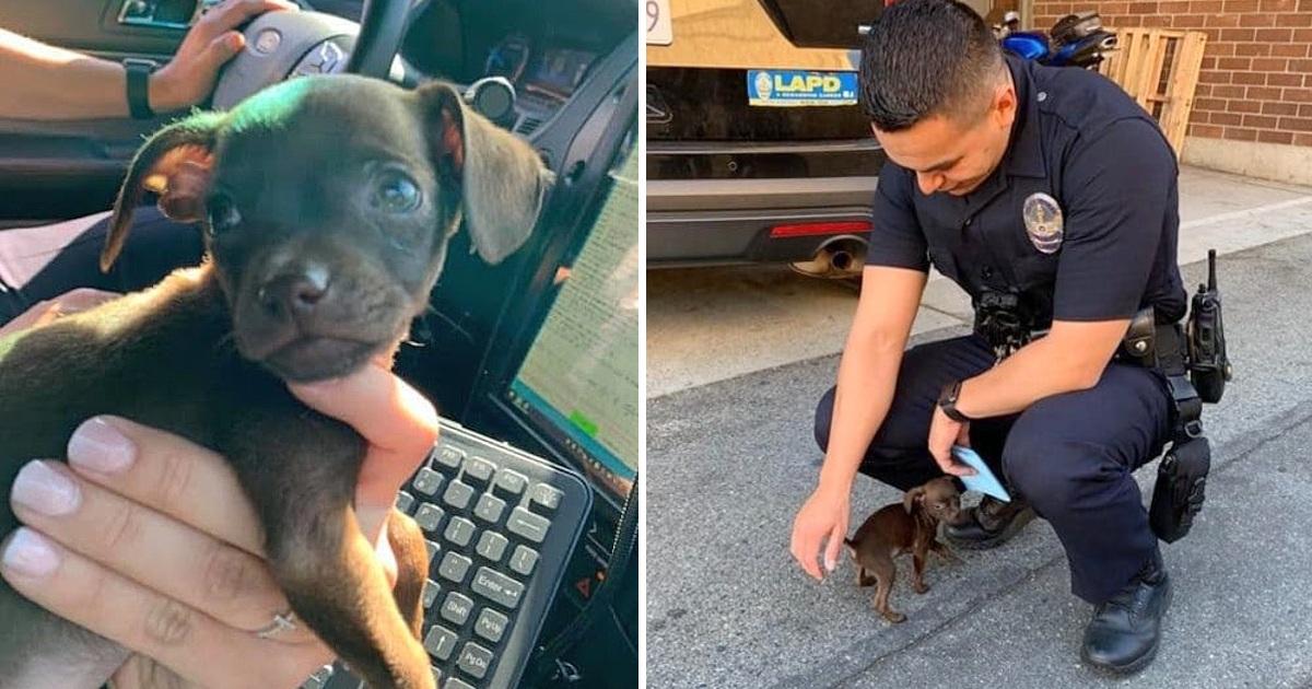 Abandoned stray puppy chasing police officer down the street hanging on his feet asks to adopt him