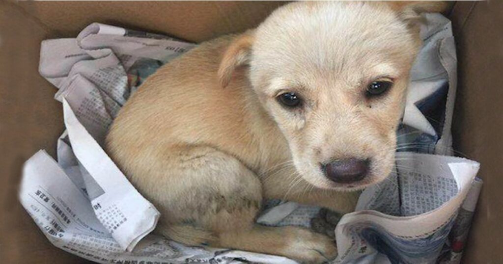 I found in the street this beautiful Puppy, He is so sad, Look his face – I took him home.