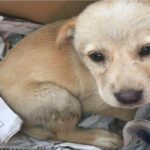 I found in the street this beautiful Puppy, He is so sad, Look his face – I took him home.