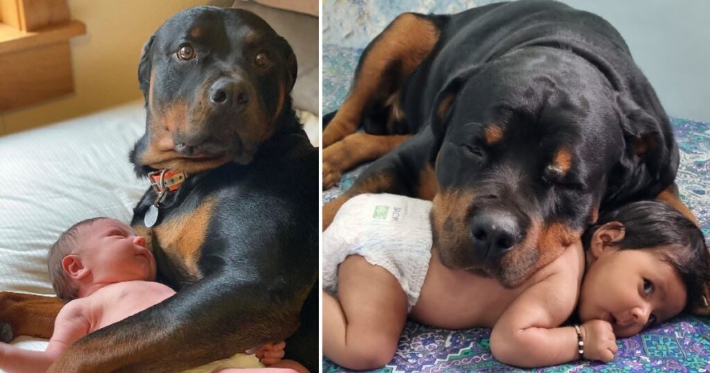 Frozen dog almost cried when he first held a newborn baby in his lap with his owner’s permission