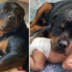 Frozen dog almost cried when he first held a newborn baby in his lap with his owner’s permission