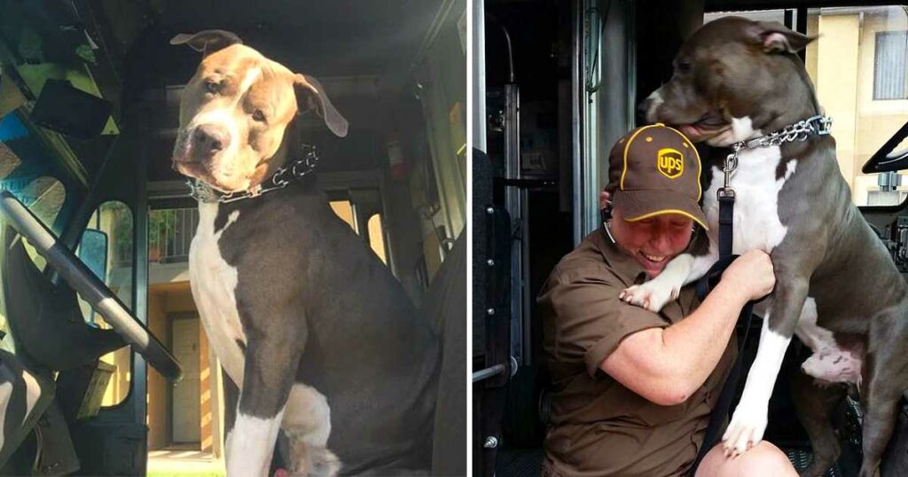 A UPS driver who forms a bond with a Pit Bull while on his delivery route adopts him after the owner dies, providing a loving home for the dog.