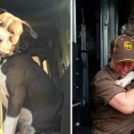 A UPS driver who forms a bond with a Pit Bull while on his delivery route adopts him after the owner dies, providing a loving home for the dog.