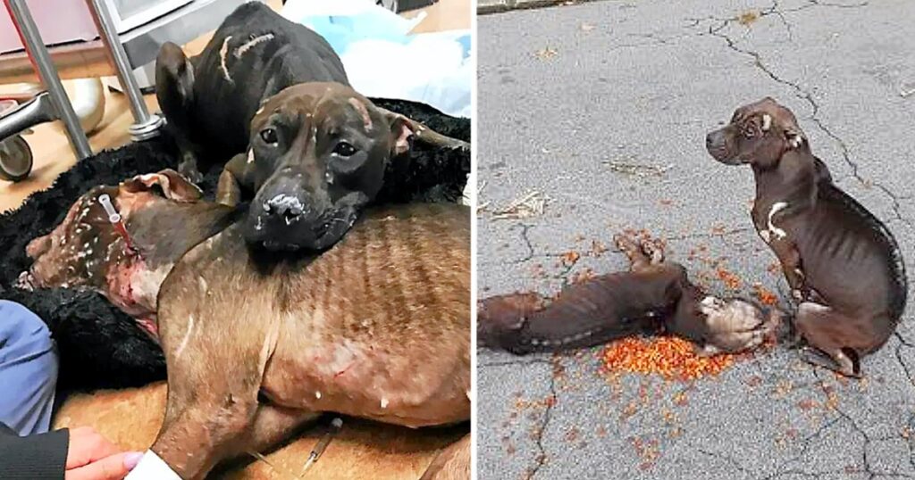 Pitbull fighting dogs are abandoned, one of them was taking care of her badly injured friend