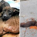 Pitbull fighting dogs are abandoned, one of them was taking care of her badly injured friend