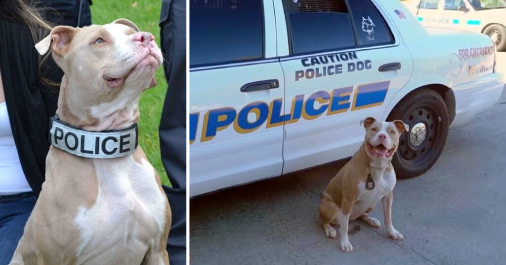 Pit Bulls Becoming K9s After Being Saved From Shelters And Given A Chance To Shine