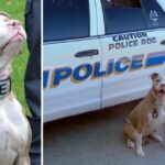 Pit Bulls Becoming K9s After Being Saved From Shelters And Given A Chance To Shine