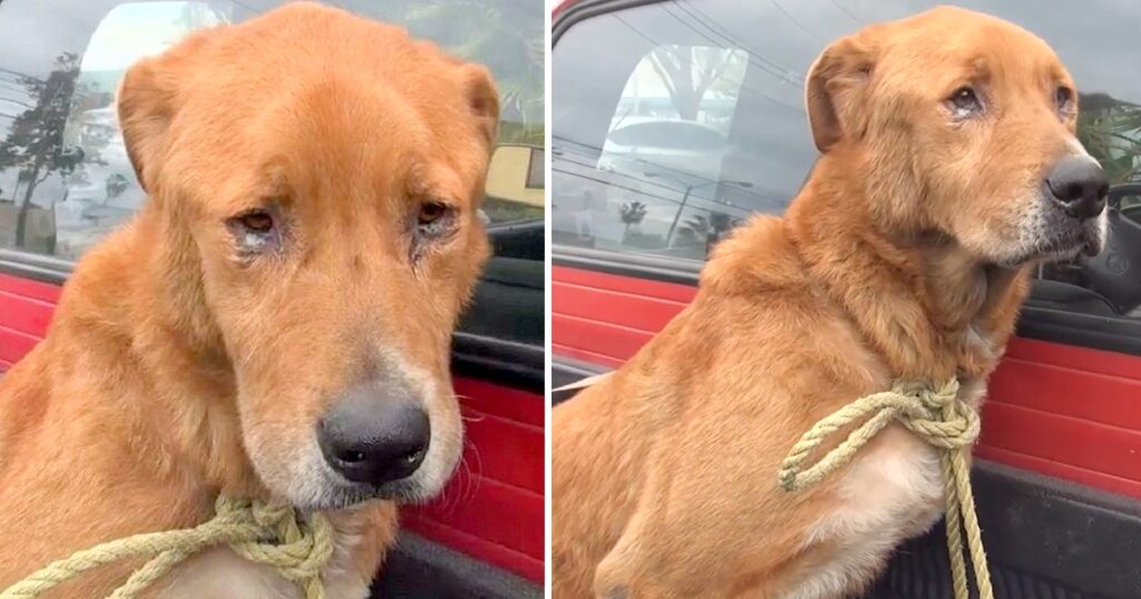 Senior Dog Abandoned By His Family, Found Depressed On Street And Begging For Food