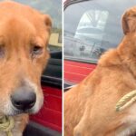 Senior Dog Abandoned By His Family, Found Depressed On Street And Begging For Food