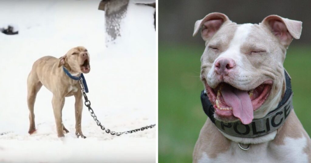 Pit Bull Chained Up In Snow Cried For Help And A Police Officer Gave Her The Chance Of A Lifetime