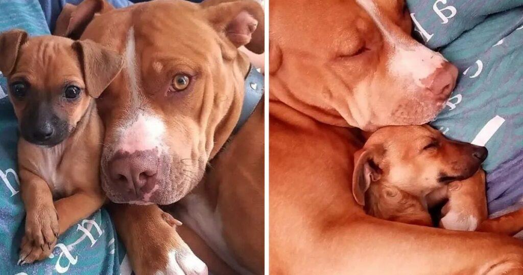 Pitbull dog adopts Chihuahua and takes care of him like a son, her owners thought she would be jealous