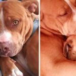 Pitbull dog adopts Chihuahua and takes care of him like a son, her owners thought she would be jealous