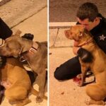 Kind Cops Rescue Two Scared Pit Bulls From The Street And Refuse To Leave Them Alone Until Help Arrives