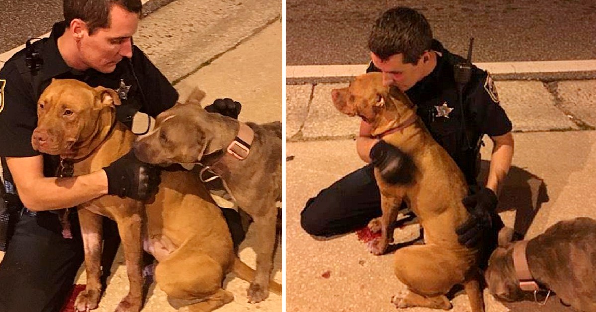 Kind Cops Rescue Two Scared Pit Bulls From The Street And Refuse To Leave Them Alone Until Help Arrives