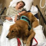 The dog remains faithfully by his “mother’s” side, diligently caring for her until she recovers, a testament to their profound bond and abundant love