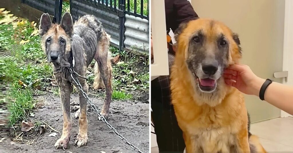 The Skinny Dog That Lived Its Life in Chains, Dirty, Hungry and Cold, Finally Learned to Love