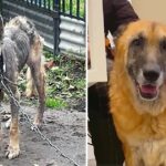 The Skinny Dog That Lived Its Life in Chains, Dirty, Hungry and Cold, Finally Learned to Love