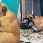 Scared Mastiff huddles in corner for weeks until woman convinces her to come out of shell