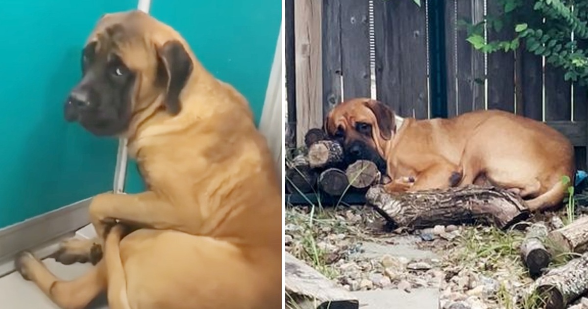 Scared Mastiff huddles in corner for weeks until woman convinces her to come out of shell