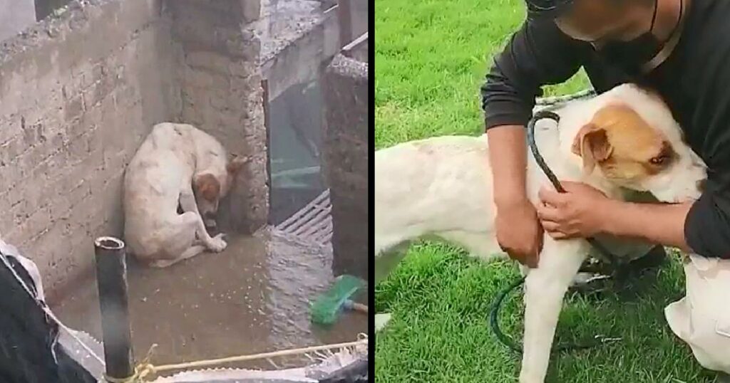 Left Tied Up Outside His Family’s House Under The Torrential Rains, Wrapping In His Own Body To Protect Himself