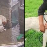 Left Tied Up Outside His Family’s House Under The Torrential Rains, Wrapping In His Own Body To Protect Himself