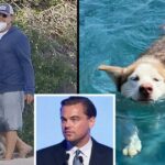 Leonardo DiCaprio Dove Into Icy Waters To Save Two Of His Rescue Dogs