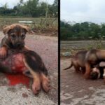 Little Dog Begging For Help From A Stranger To Save His Friend In A Traffic Accident