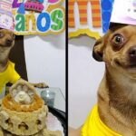 Little Dog Is So Happy That People Remembered His Birthday