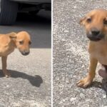 Paralyzed Little Puppy Dragging Her Body In Streets Begging For Help And People Just Filming Her Without Help