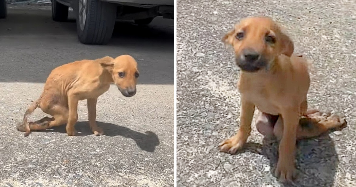 Paralyzed Little Puppy Dragging Her Body In Streets Begging For Help And People Just Filming Her Without Help