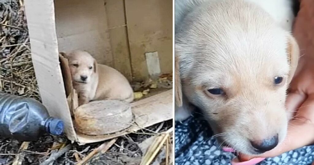 Little Puppy Was Thrown, She couldn’t Even Cry Yet, Only Searching For Mother’s Milk in Vain
