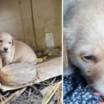 Little Puppy Was Thrown, She couldn’t Even Cry Yet, Only Searching For Mother’s Milk in Vain