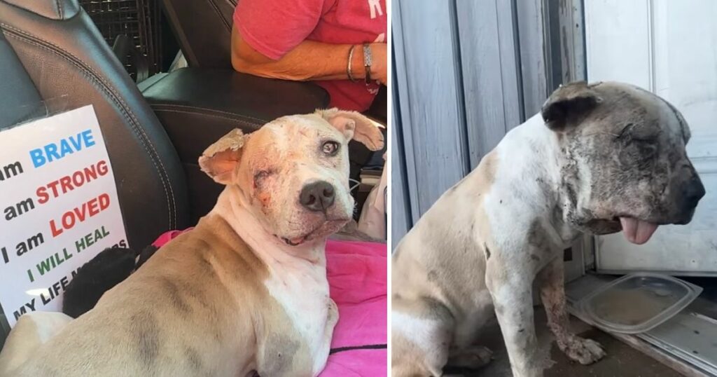 From barely alive scavenging on the street dog’s desperate plight turns to a new beginning