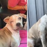 From barely alive scavenging on the street dog’s desperate plight turns to a new beginning