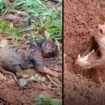 Local people Works Hard To Reunite Mother Dog With Her Puppies After Landslide