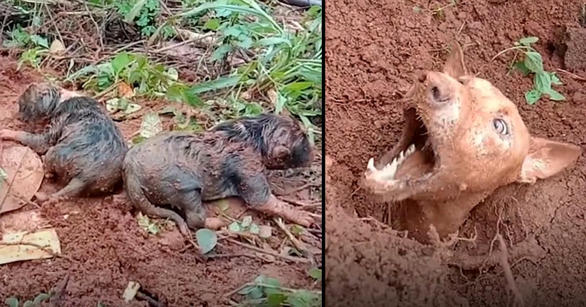 Dedicated locals exert endless efforts to reunite a mother dog with her puppies after a devastating landslide