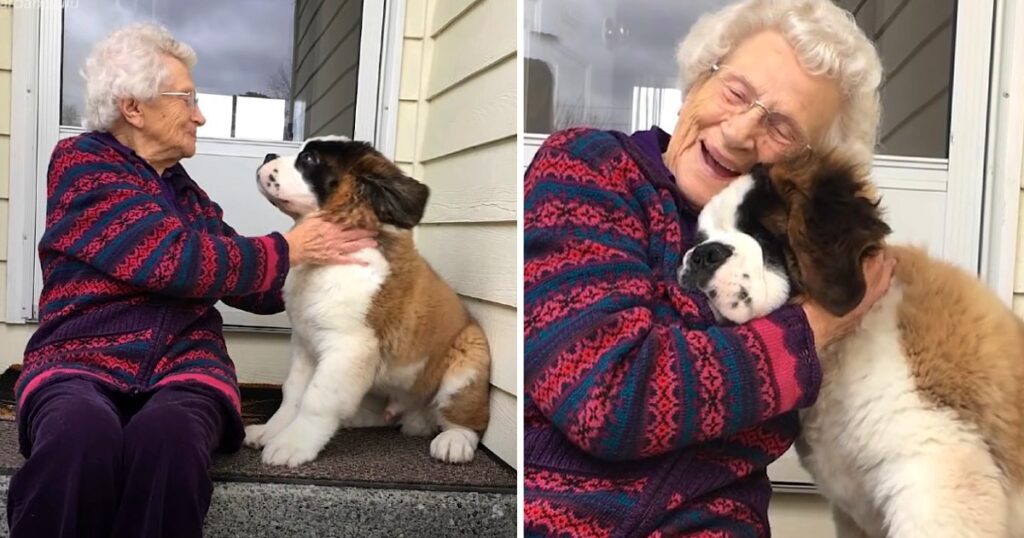 A Special Puppy Took it upon himself to befriend A Lonely Widow