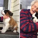 A Special Puppy Took it upon himself to befriend A Lonely Widow
