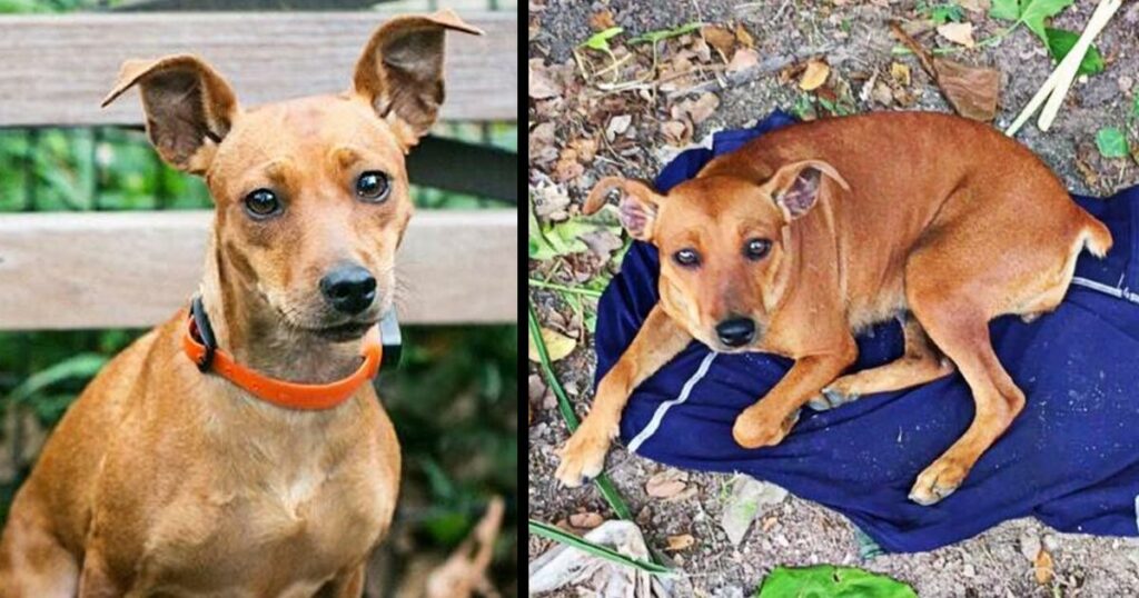 Loyal Dog Abandoned In New York Woods Sits On Owner’s Shirt, Waiting For Him To Return For Her