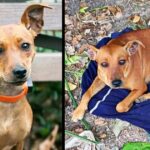 Loyal Dog Abandoned In New York Woods Sits On Owner’s Shirt, Waiting For Him To Return For Her