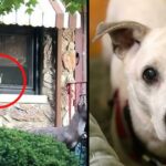 Loyal dog passed away after sitting by the window every day for 11 years waiting for its owner to come home