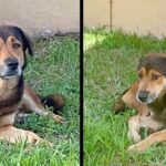 Loyal Dog Stands Guard For Over A Month Outside Home Where His Family Abandoned Him. He Believed They Would Return